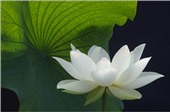 Quan niệm "VÔ NGÃ " trong Phật giáo