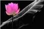 Phần 2: Trở ngại nội tại trong hoằng pháp, ngăn cải đạo