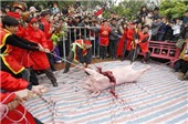 Văn hoá gì ở Lễ hội bức tử lợn?