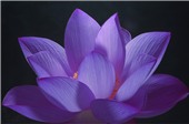 Ý nghĩa hoa sen trong Đạo Phật (Thích Phước Thái)