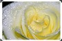 Ca vọng cổ: Bông hồng dâng tặng Mẹ (Nghệ sĩ Bạch Tuyết)