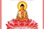 Thờ Phật Thích Ca mà niệm Di Đà, là như thế nào? (Thích Phước Thái)