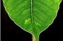 Phần 6: Bí ẩn về tiền kiếp hậu kiếp (Đoàn Văn Thông) 